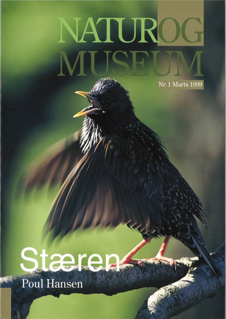 Stæren